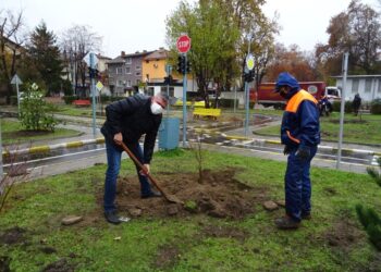 Нова мащабна залесителна акция в Северен