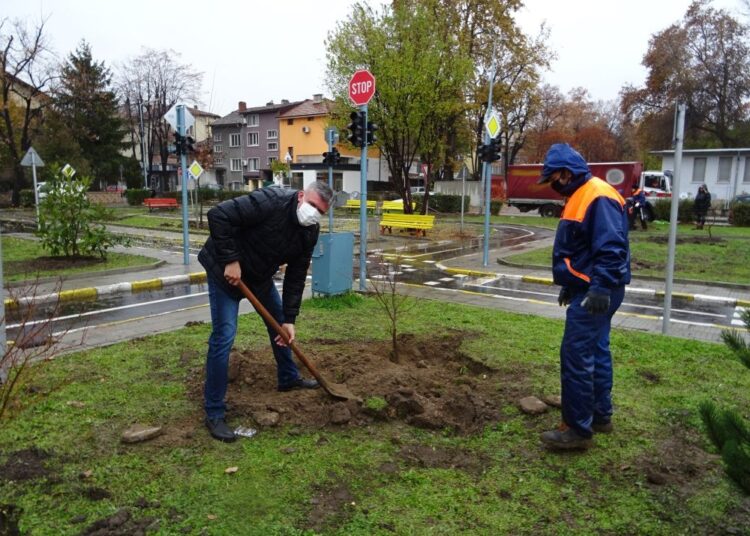Нова мащабна залесителна акция в Северен