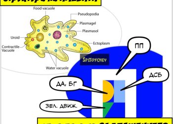 Амеби