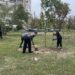 40 нови дръвчета в Пловдив
